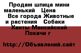 Продам шпица мини маленький › Цена ­ 15 000 - Все города Животные и растения » Собаки   . Ханты-Мансийский,Покачи г.